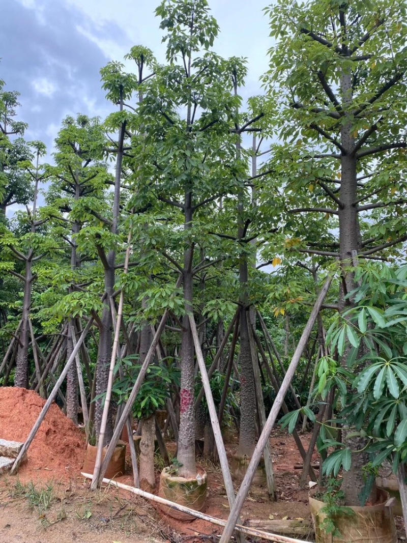 英雄树本地木棉红花木棉10-50分