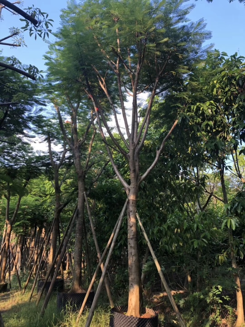 英雄树本地木棉红花木棉10-50分