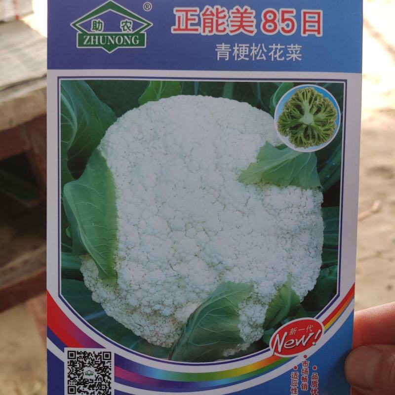有机花菜，松花菜种子，抗病高产，耐寒，可越冬花菜种子，