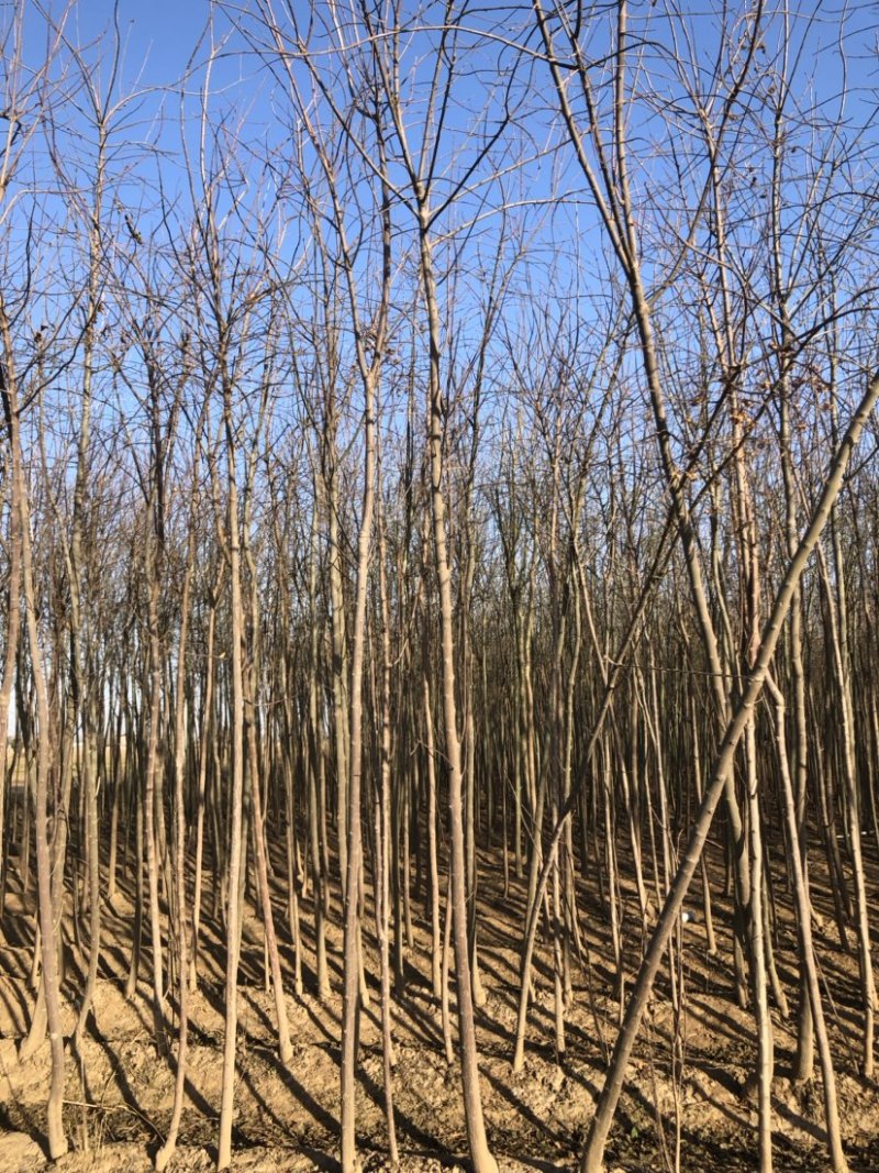 50亩丝棉木小苗，量大，赔本价！