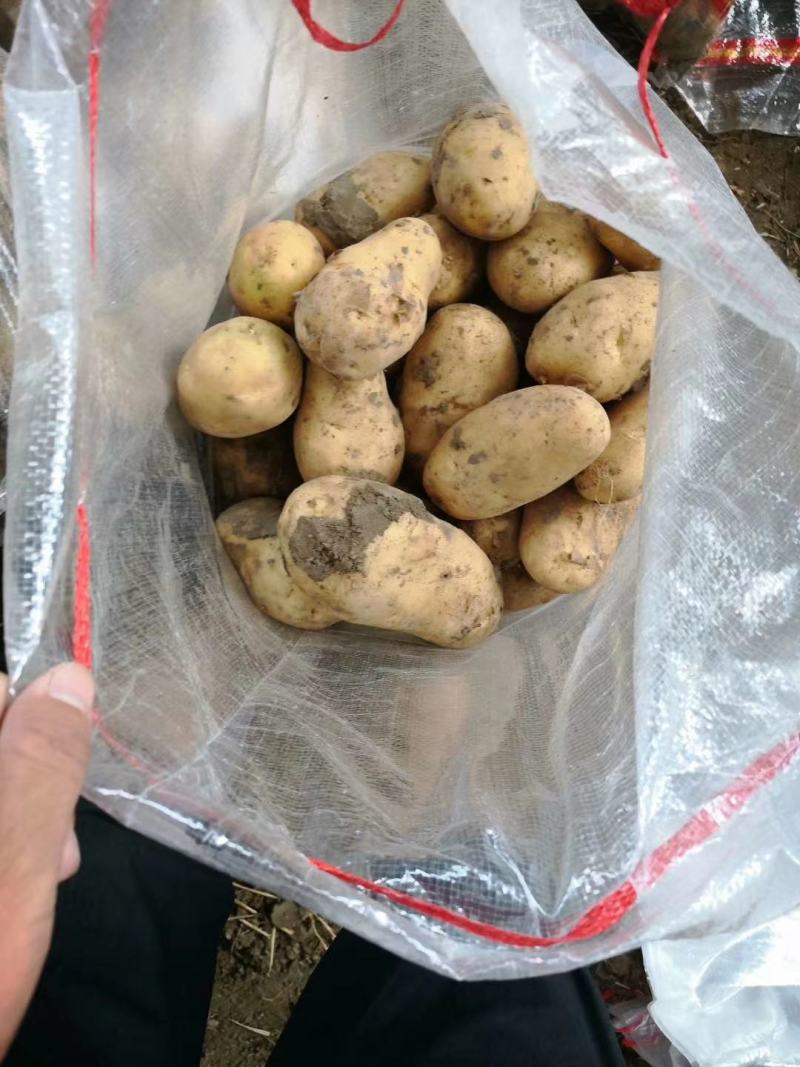 山东荷兰十五土豆，个头大，批发价格产地直销，全国发货