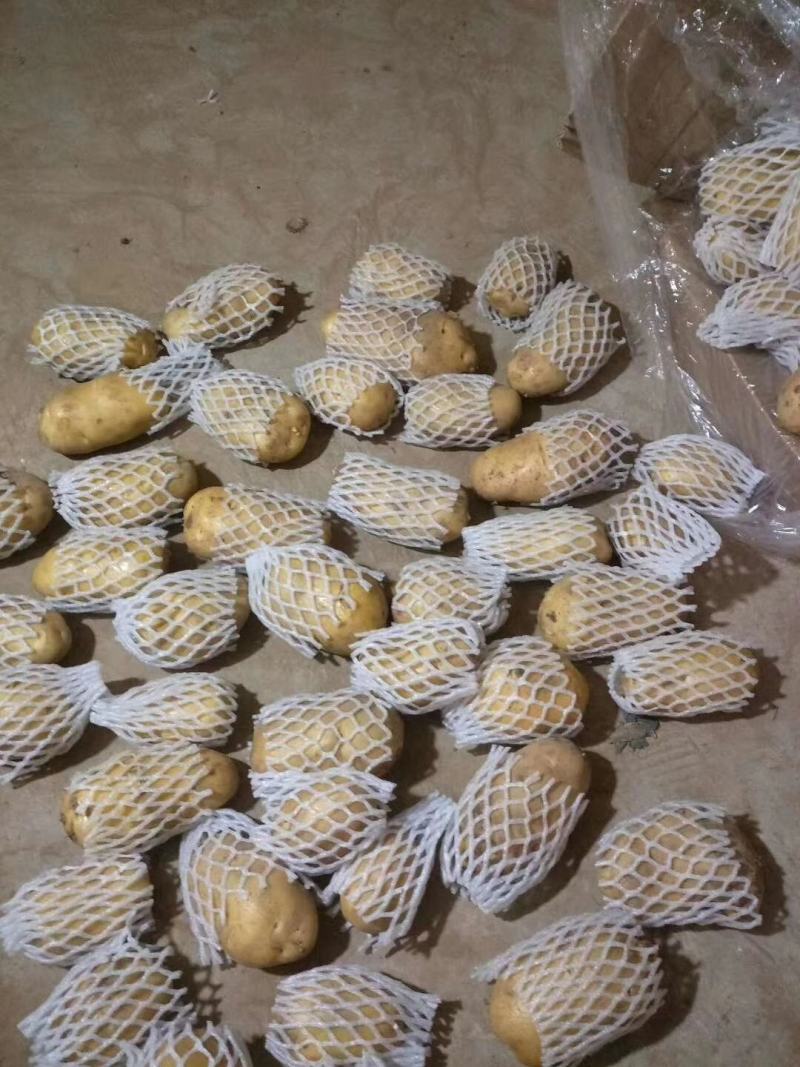 山东荷兰十五土豆，个头大，批发价格产地直销，全国发货