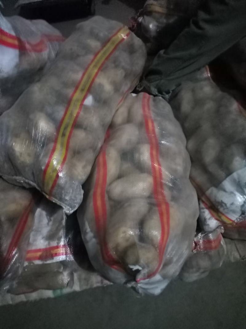 山东荷兰十五土豆，个头大，批发价格产地直销，全国发货