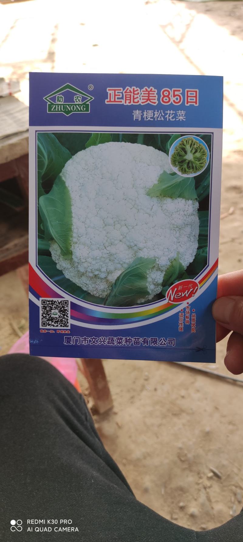 有机花菜，松花菜种子，抗病高产，耐寒，可越冬花菜种子，