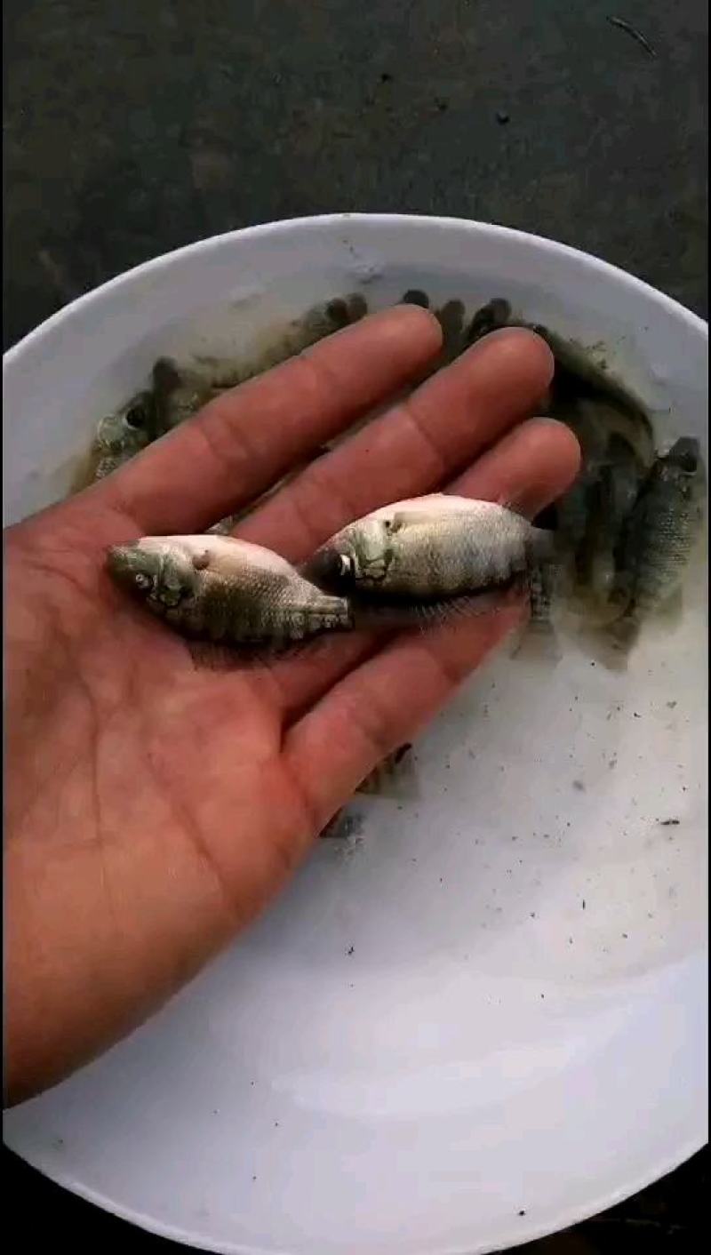 淡水罗非鱼新吉富海南一号养殖与销售支持全国发货