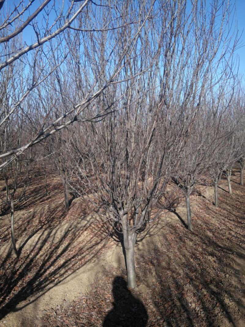 紫叶李，10公分，12公分精品紫叶李