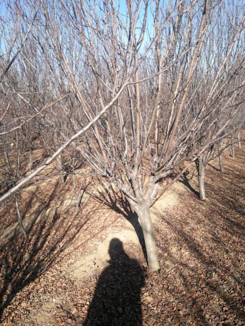 紫叶李，10公分，12公分精品紫叶李