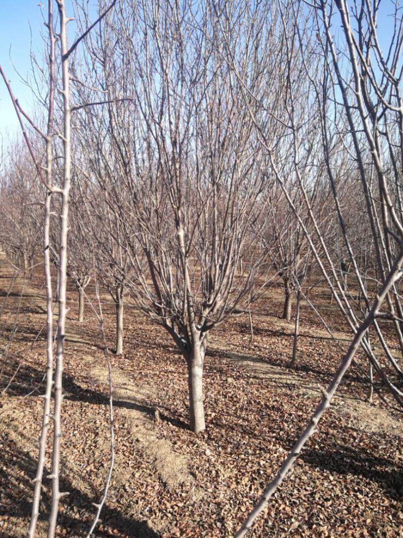 紫叶李，10公分，12公分精品紫叶李