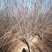 紫叶李，10公分，12公分精品紫叶李