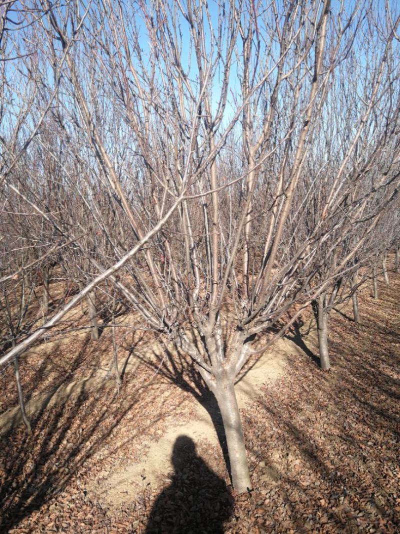 紫叶李，10公分，12公分精品紫叶李