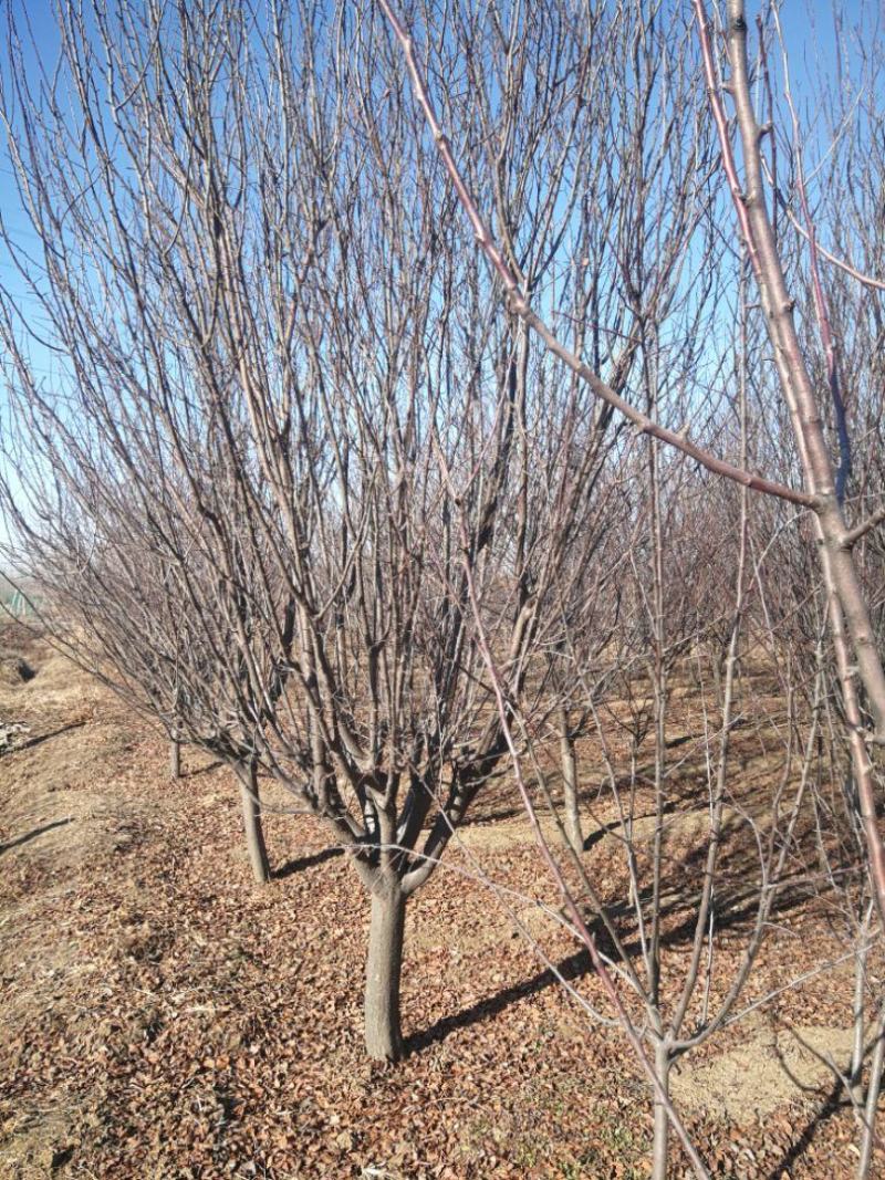 紫叶李，10公分，12公分精品紫叶李