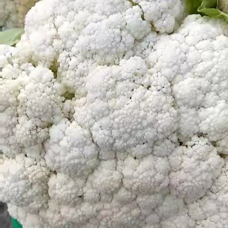 有机花菜，松花菜种子，抗病高产，耐寒，可越冬花菜种子，