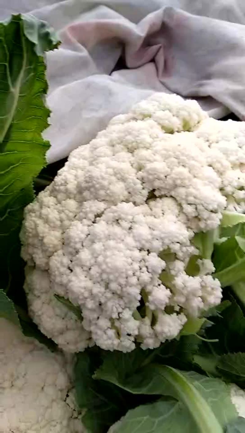 有机花菜，松花菜种子，抗病高产，耐寒，可越冬花菜种子，