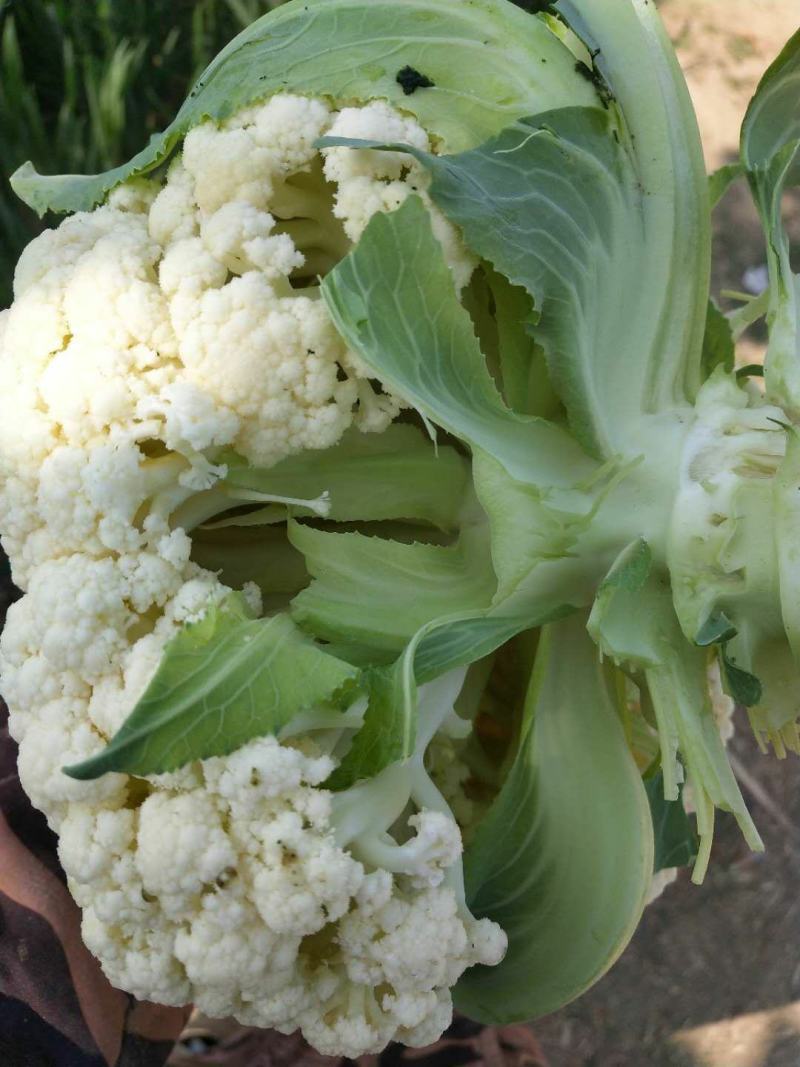 有机花菜，松花菜种子，抗病高产，耐寒，可越冬花菜种子，