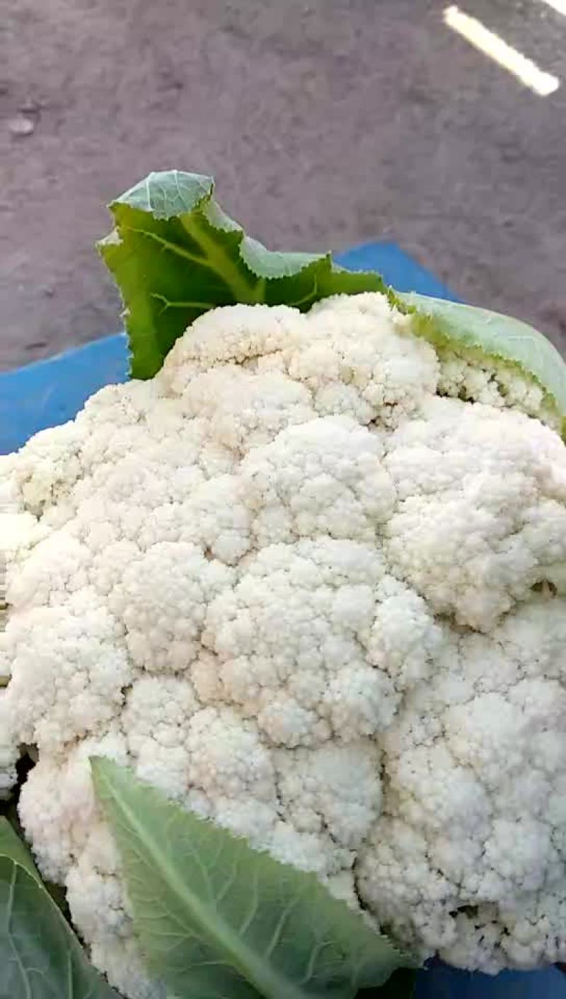 有机花菜，松花菜种子，抗病高产，耐寒，可越冬花菜种子，