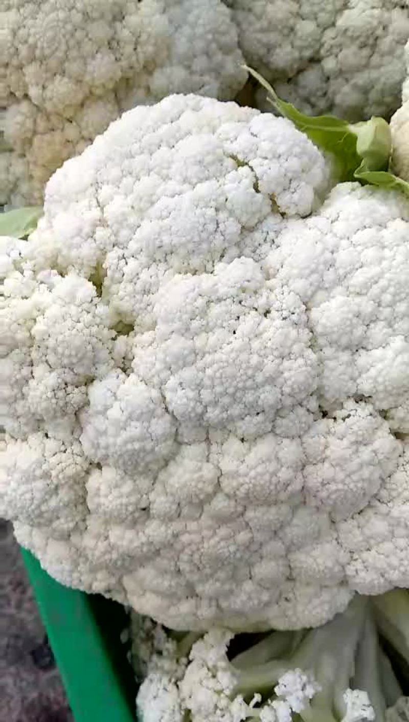 有机花菜，松花菜种子，抗病高产，耐寒，可越冬花菜种子，