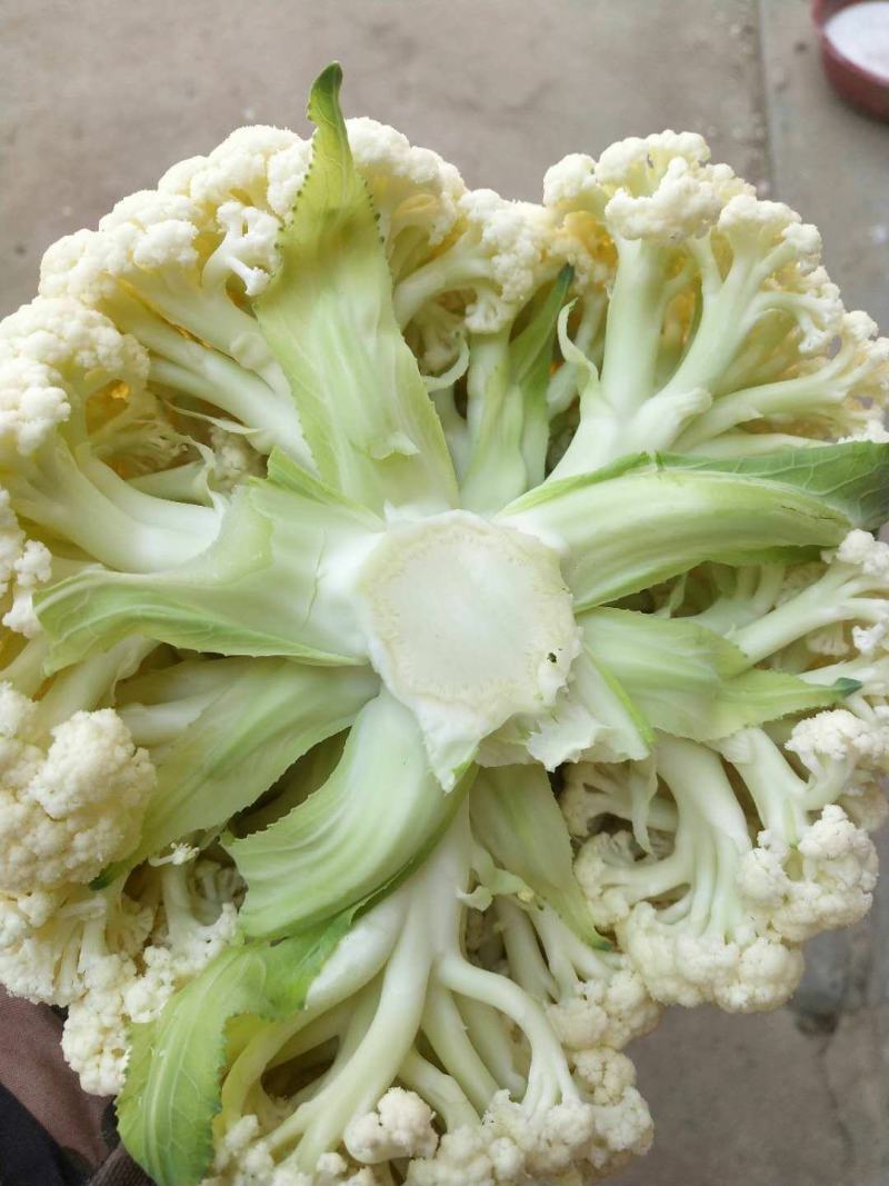 有机花菜，松花菜种子，抗病高产，耐寒，可越冬花菜种子，