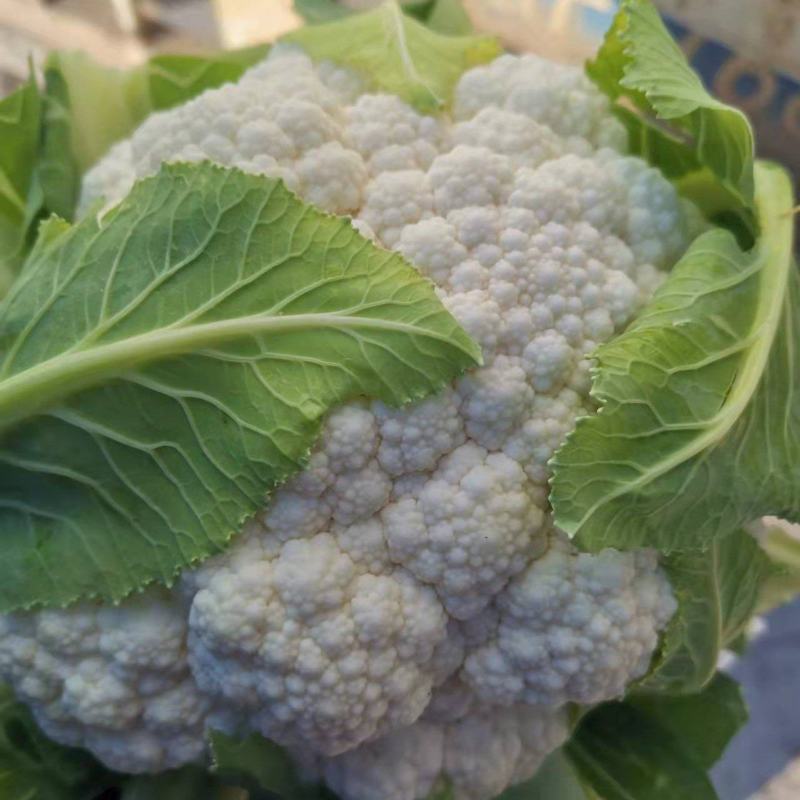 云南白花菜