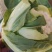 云南白花菜