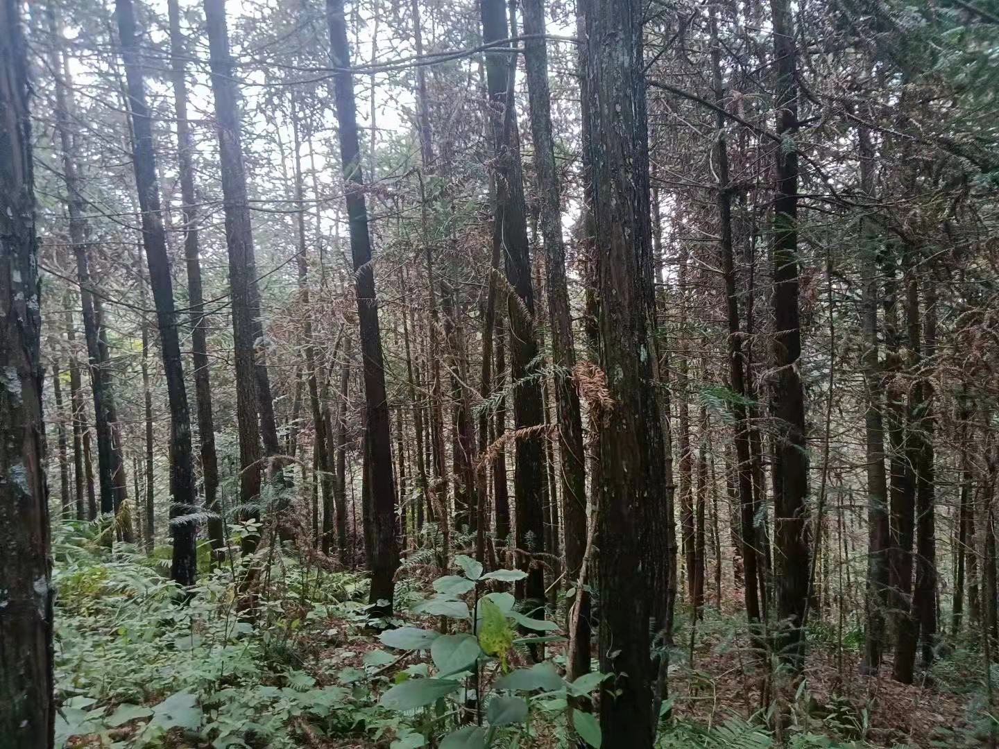 芝麻种植气候条件