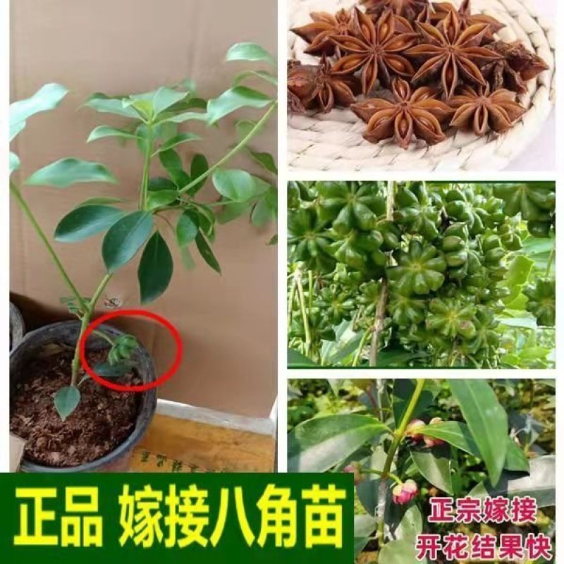 八角树苗，大红八角嫁接树苗，品种纯正，提供技术指导