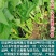 中蔬三叉空心菜种子，一籽三叉空心菜新品种,叶片大梗粗为淡