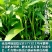 中蔬三叉空心菜种子，一籽三叉空心菜新品种,叶片大梗粗为淡