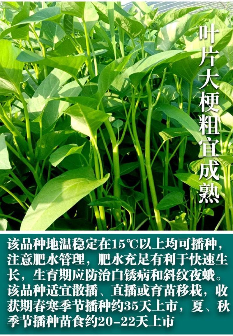 中蔬三叉空心菜种子，一籽三叉空心菜新品种,叶片大梗粗为淡
