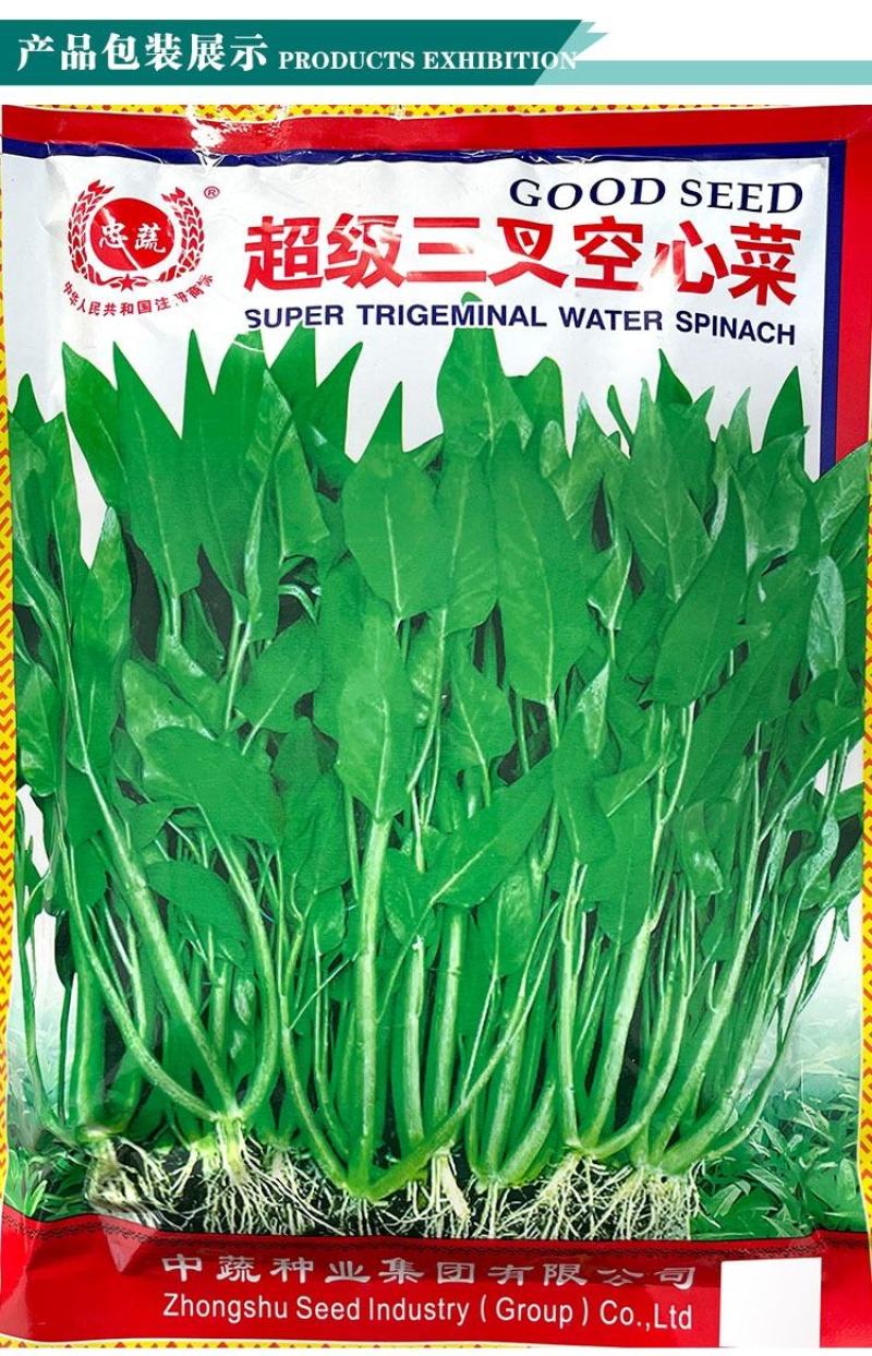 中蔬三叉空心菜种子，一籽三叉空心菜新品种,叶片大梗粗为淡