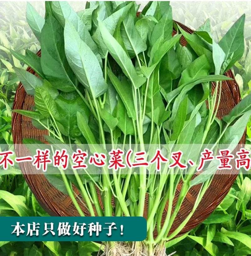 中蔬三叉空心菜种子，一籽三叉空心菜新品种,叶片大梗粗为淡