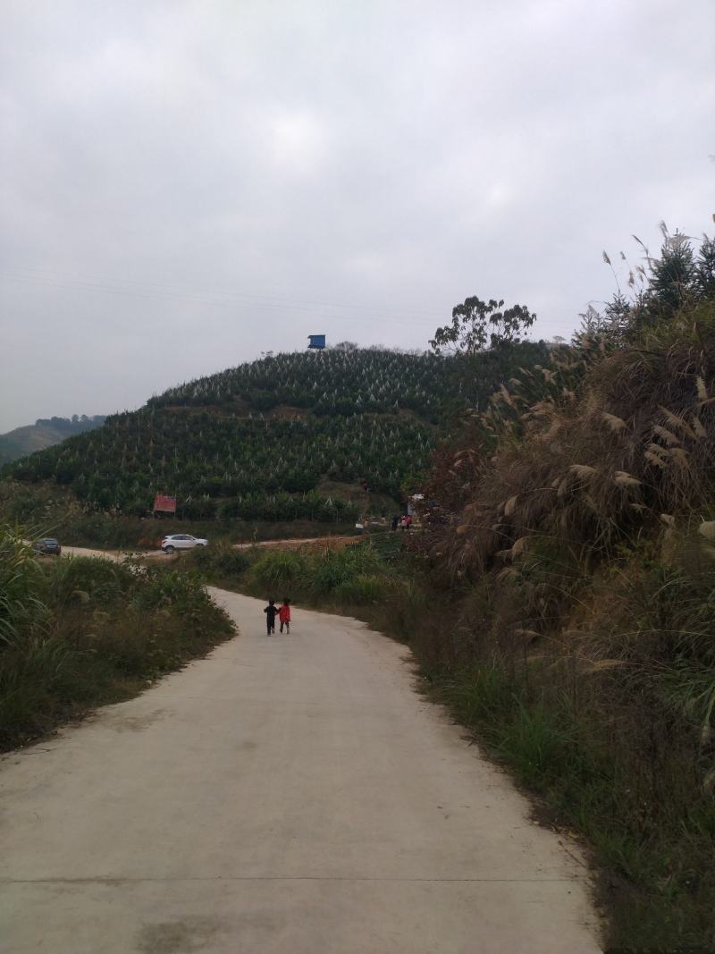 来自高山的沃柑，品质，皮张细腻，甜度杠杠的。价格优惠