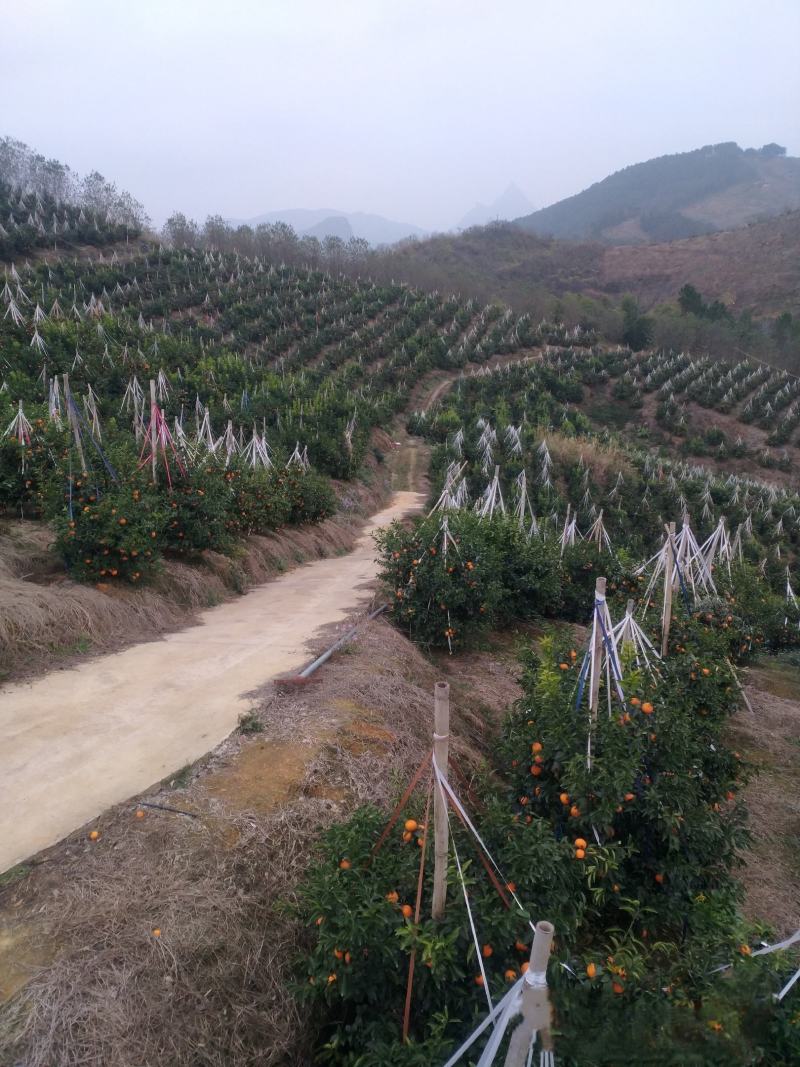 来自高山的沃柑，品质，皮张细腻，甜度杠杠的。价格优惠