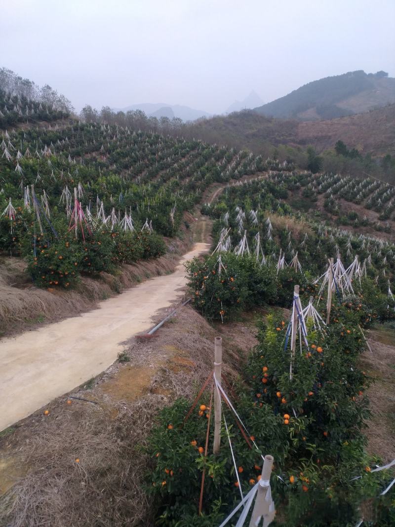 来自高山的沃柑，品质，皮张细腻，甜度杠杠的。价格优惠