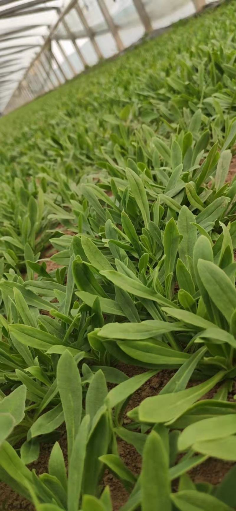 【精品】山东聊城面条菜野菜大量上市一手货源品质保证