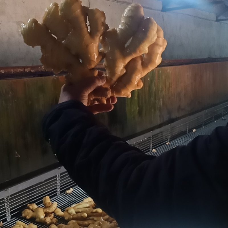 大量供应山东面姜产地直销一手货源