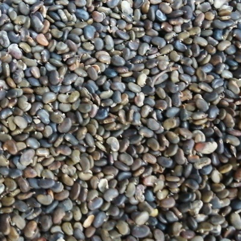 刺槐种子。东北刺槐种子，无虫眼，净度好，饱满度好