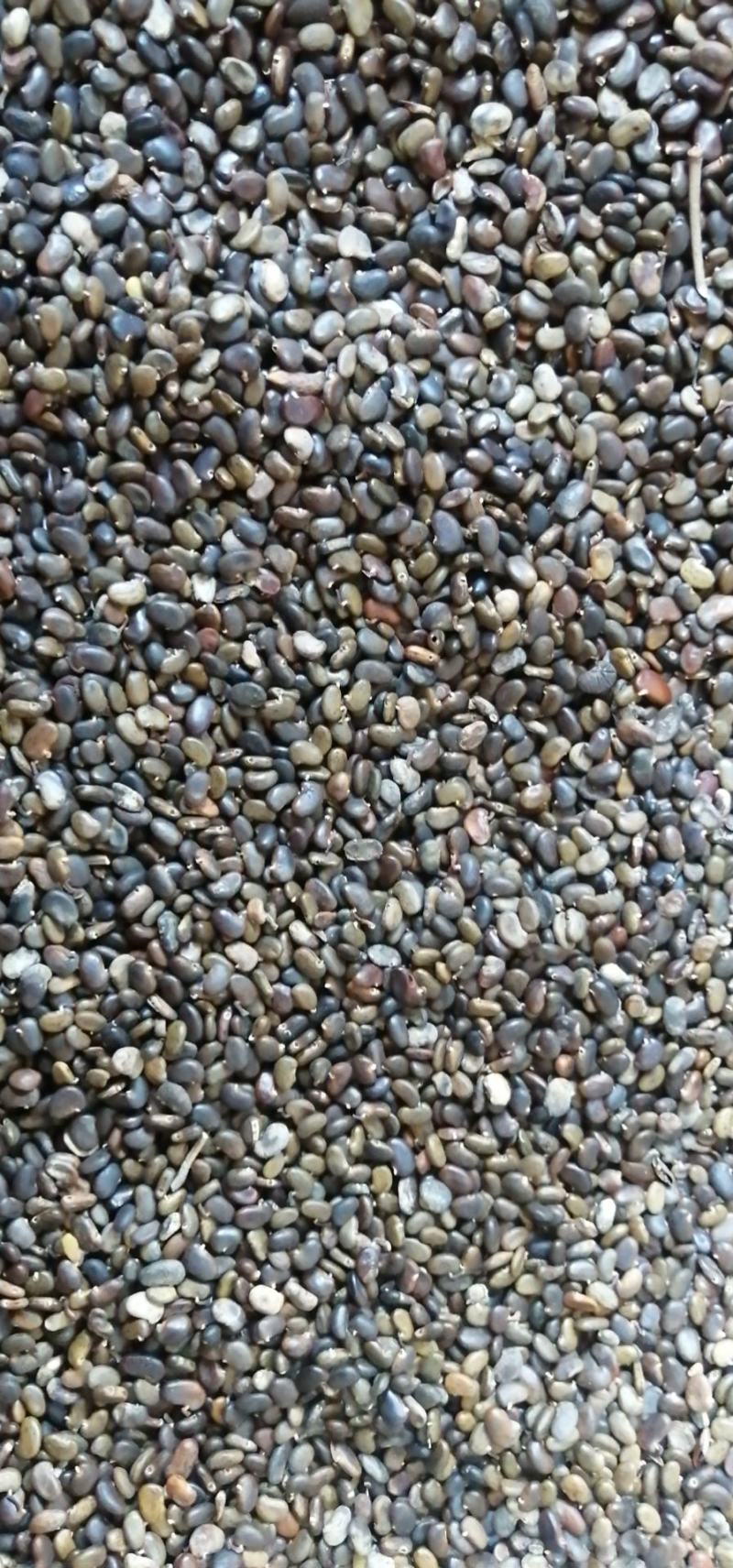 刺槐种子。东北刺槐种子，无虫眼，净度好，饱满度好