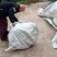 李子苗，巫山脆李苗，国家地理标志产品，自产自销，现挖现卖