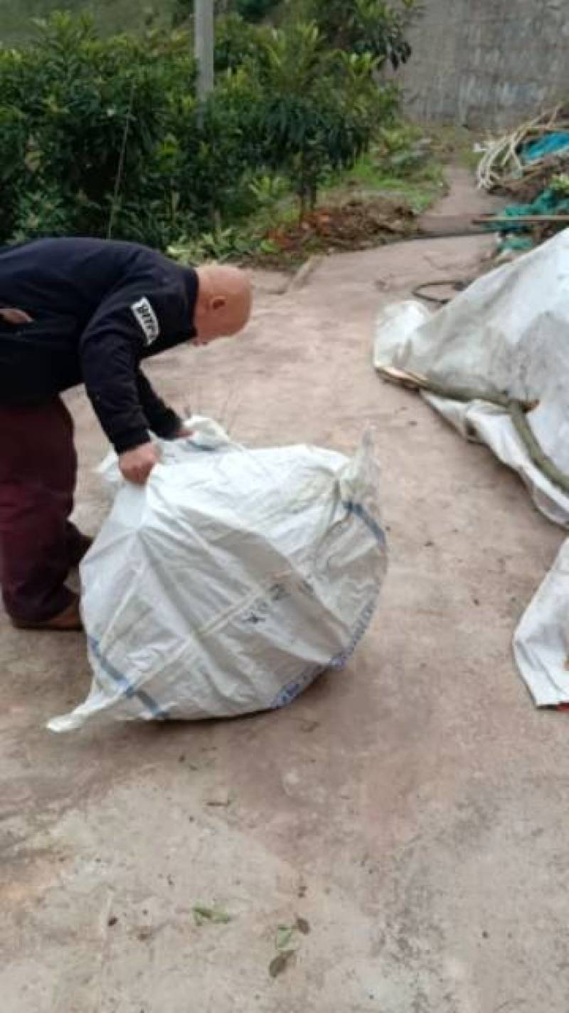 李子苗，巫山脆李苗，国家地理标志产品，自产自销，现挖现卖