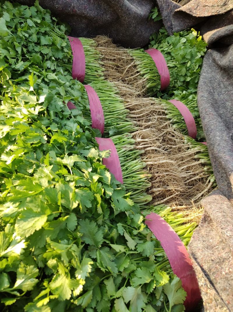滑县香菜，万亩基地供应，货源充足，量大从优，欢迎来电咨询