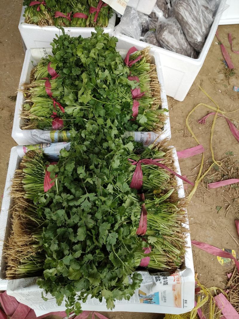 滑县香菜，万亩基地供应，货源充足，量大从优，欢迎来电咨询