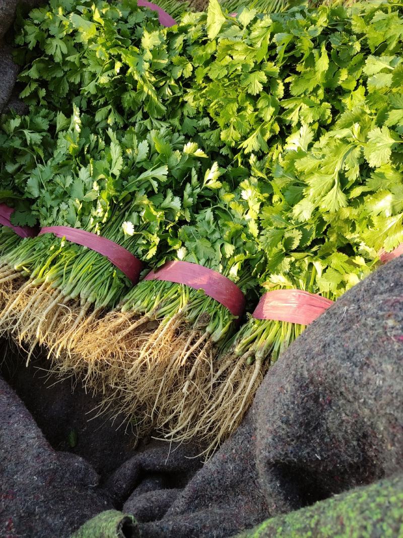 滑县香菜，万亩基地供应，货源充足，量大从优，欢迎来电咨询