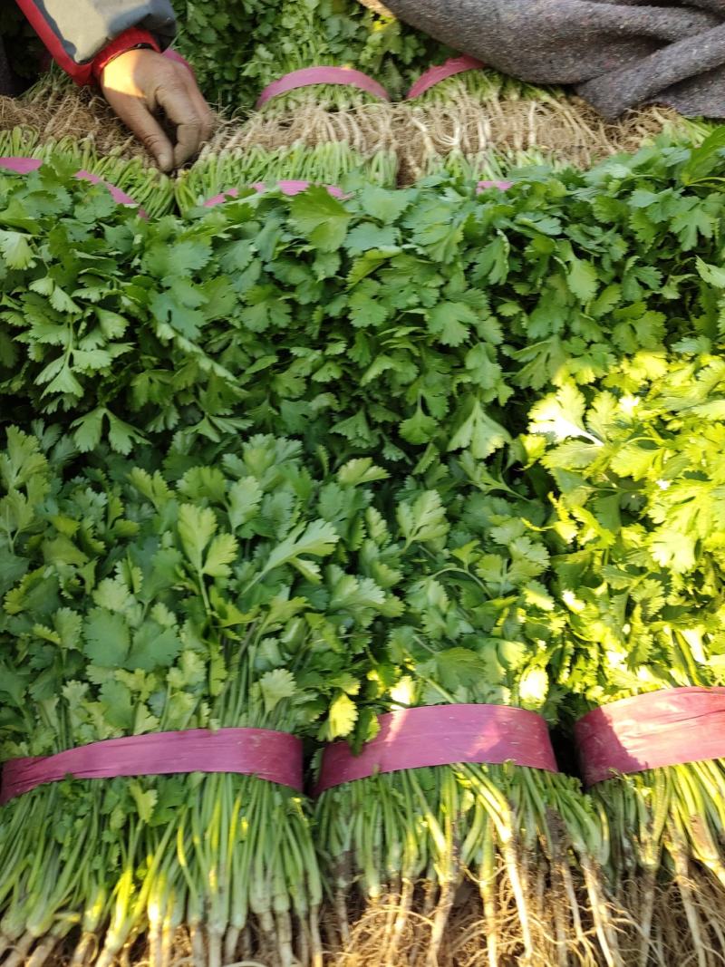 滑县铁杆青大叶香菜大棚种植一手货源当天发货欢迎来电咨询