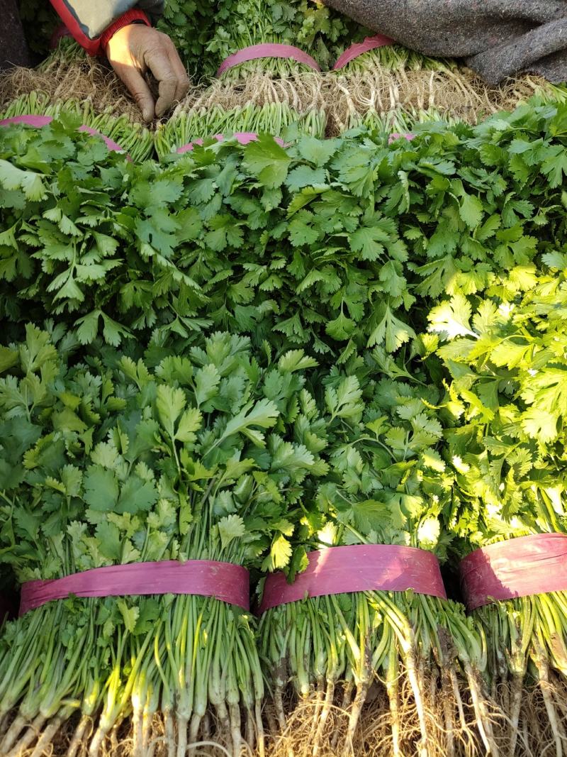 滑县铁杆青大叶香菜大棚种植一手货源当天发货欢迎来电咨询