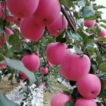 片红苹果