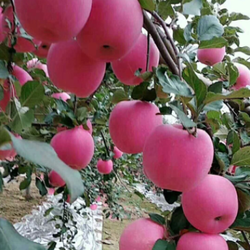 片红苹果