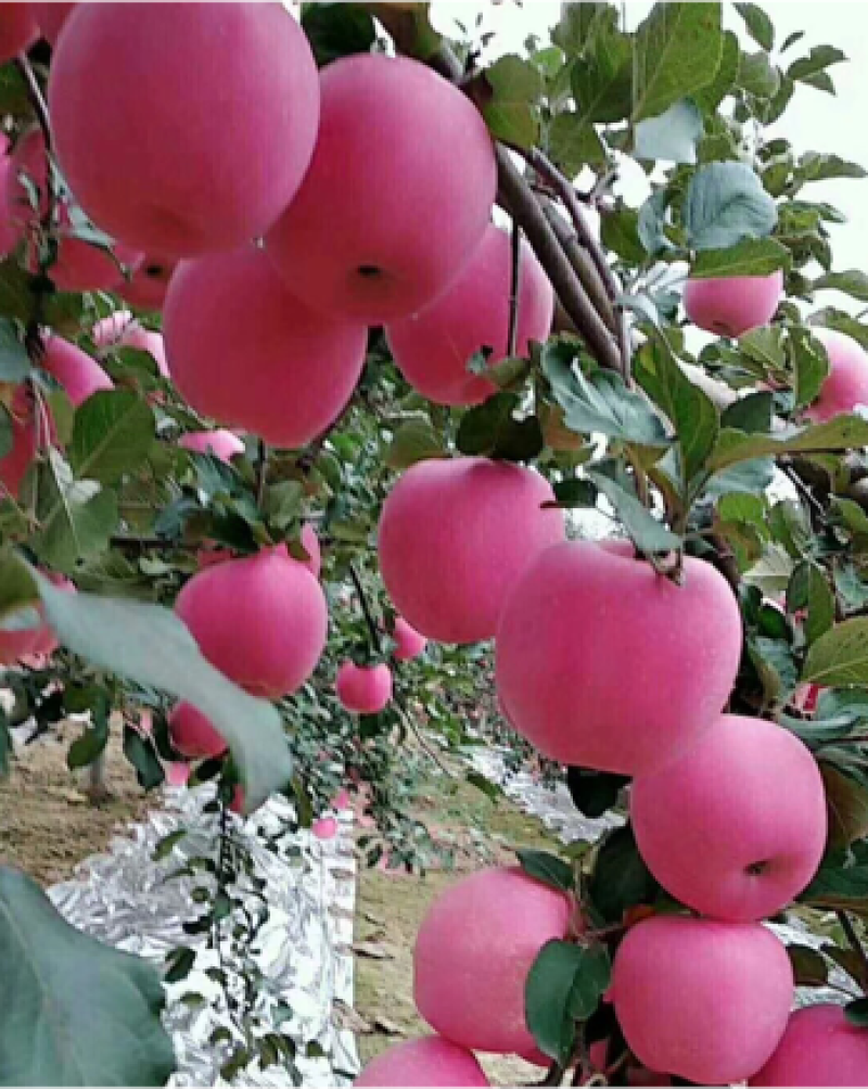片红苹果