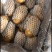 荷兰十五土豆2两以上通货冷库土豆货源充足