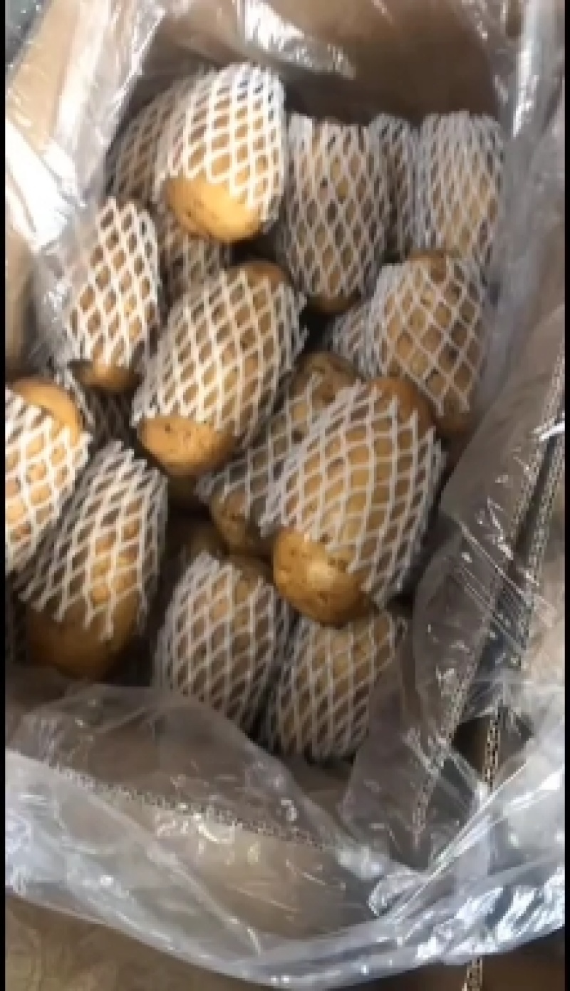 荷兰十五土豆2两以上通货冷库土豆货源充足
