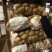 荷兰十五土豆2两以上通货冷库土豆货源充足